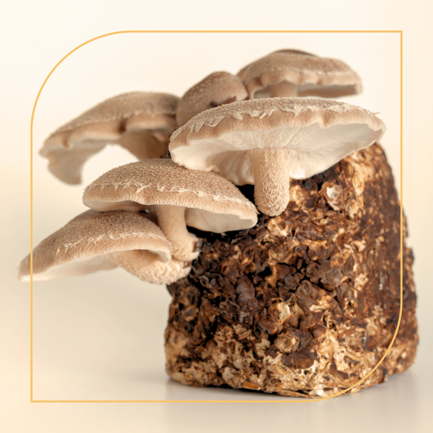 Anatomy of a Functional Mushroom: Fruiting Body vs Mycelium