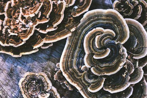 turkey_tail_growing.jpg