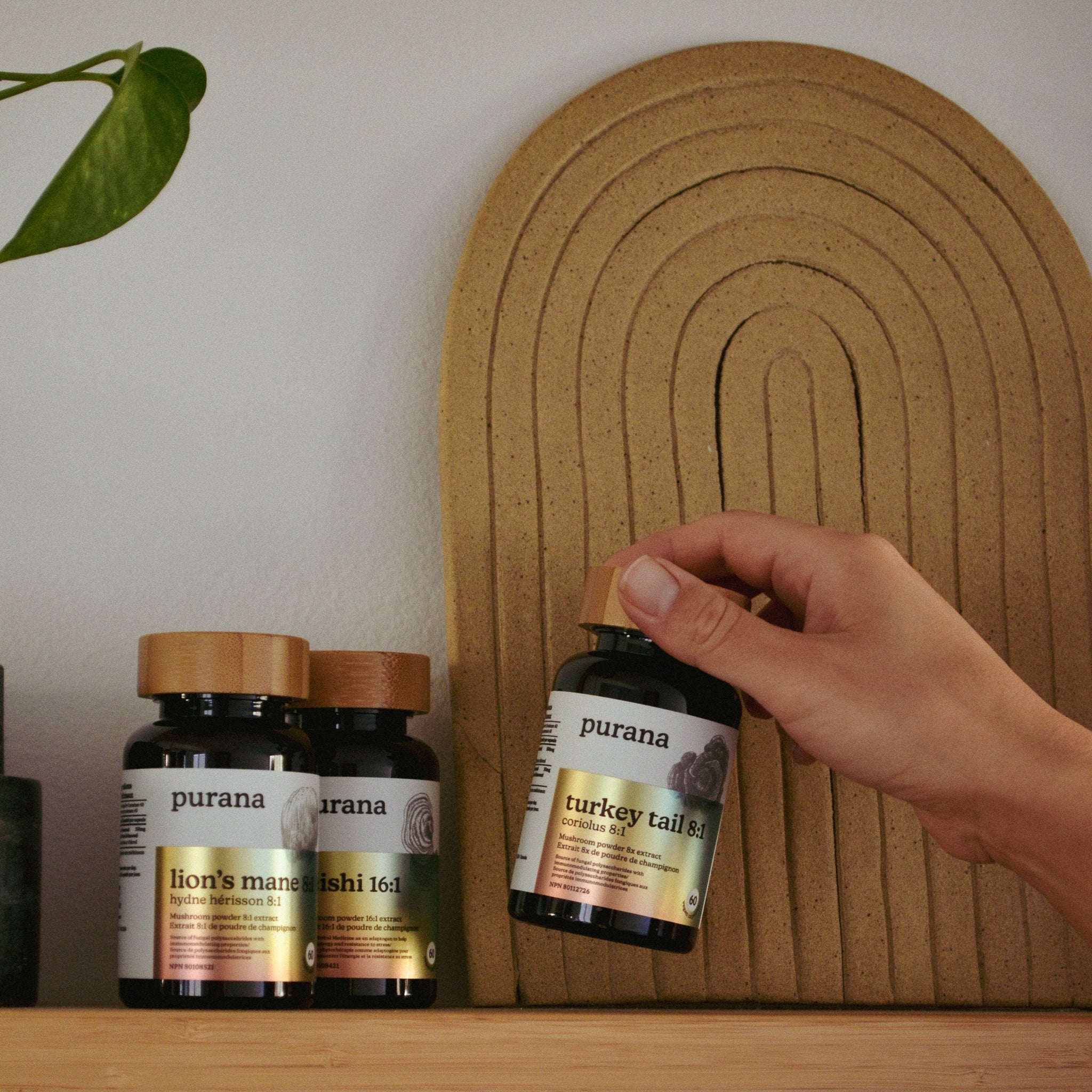 Turkey Tail 8:1 Capsules