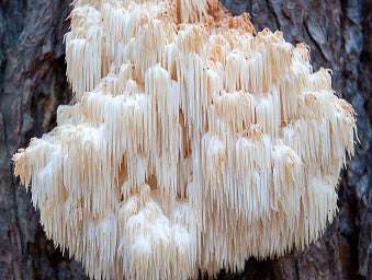 Lions_mane_growing_wild_1aaaf4ec-e999-4c46-a4eb-836512e3e063.jpg