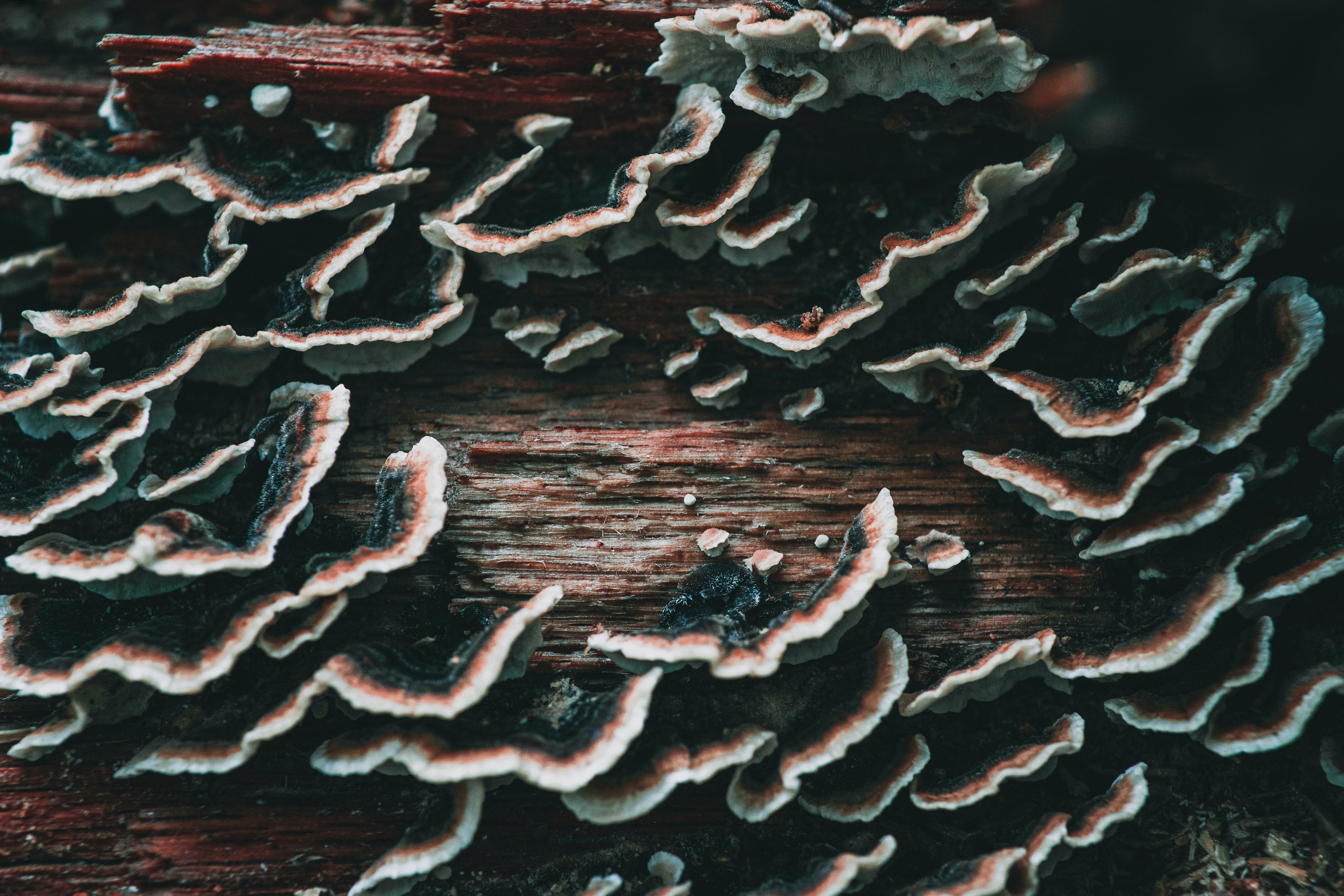 Turkey_Tail_Mushroom.jpg