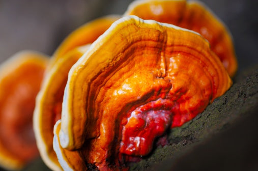 reishi_growing.jpg