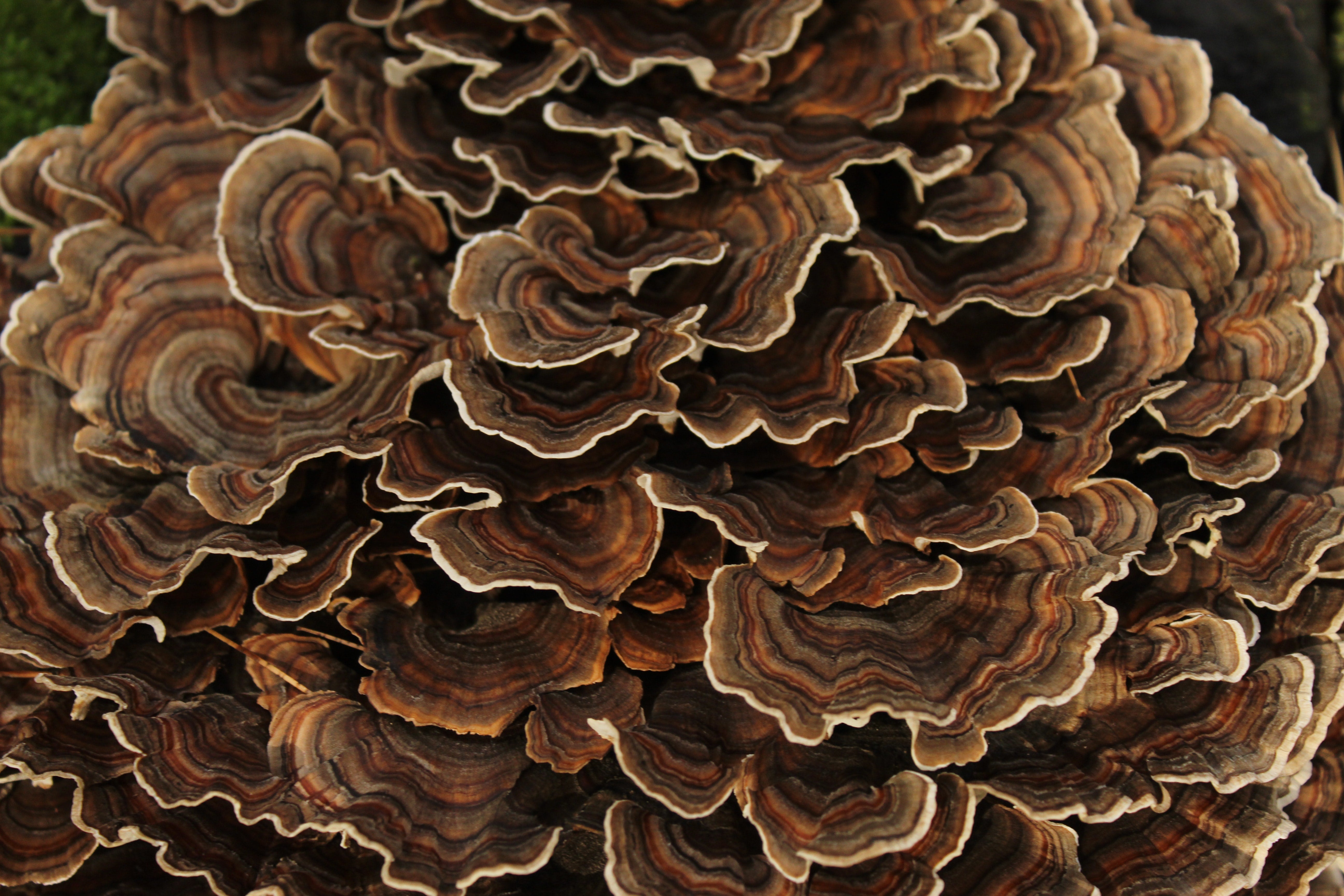 turkey_tail-123.jpg